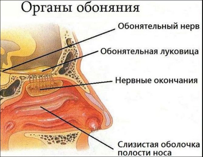 Учёные из Пекинского университета авиации и космонавтики и Городского университета Сянгана разработали беспроводной обонятельный интерфейс виртуальной реальности (VR), который позволяет пользователям ощущать запахи таких продуктов, как розмарин, мохи...