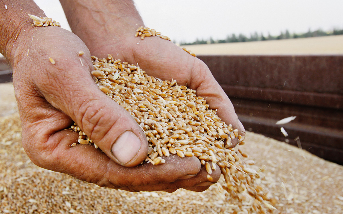 Урожай зерна в России по итогам 2023 году составил 147 млн тонн, в этот показатель включен урожай в присоединенных регионах.
